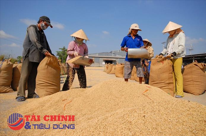 Giá lúa gạo hôm nay 28/2: Đồng loạt tăng