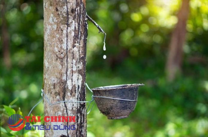 Giá cao su hôm nay 29/1: Chìm trong sắc đỏ