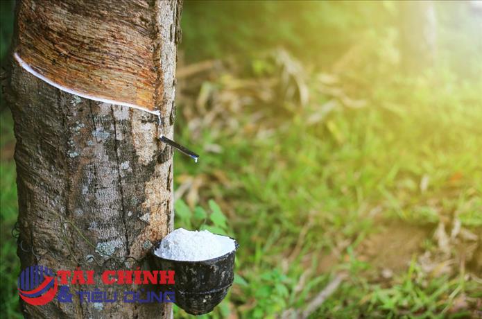 Giá cao su xuất khẩu tăng cao, triển vọng tươi sáng cho sản xuất trong nước