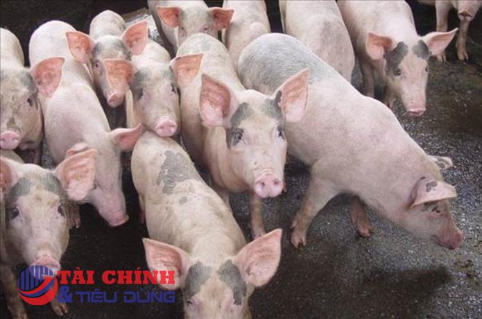 Giá heo hơi hôm nay 28/3: Khu vực miền Bắc điều chỉnh giảm