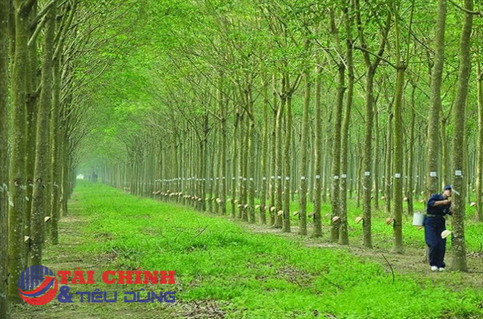 Giá cao su hôm nay 6/4: Đồng loạt giảm giá