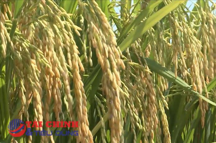 Giá lúa gạo hôm nay 8/4: Duy trì ổn định