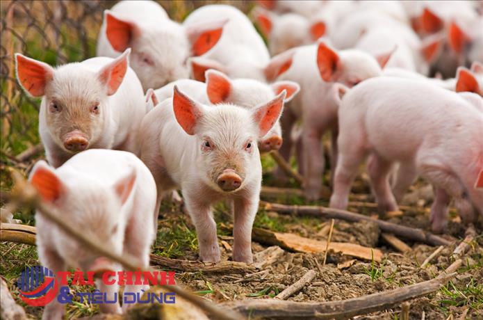 Giá heo hơi hôm nay 9/4: Giảm rải rác tại miền Nam