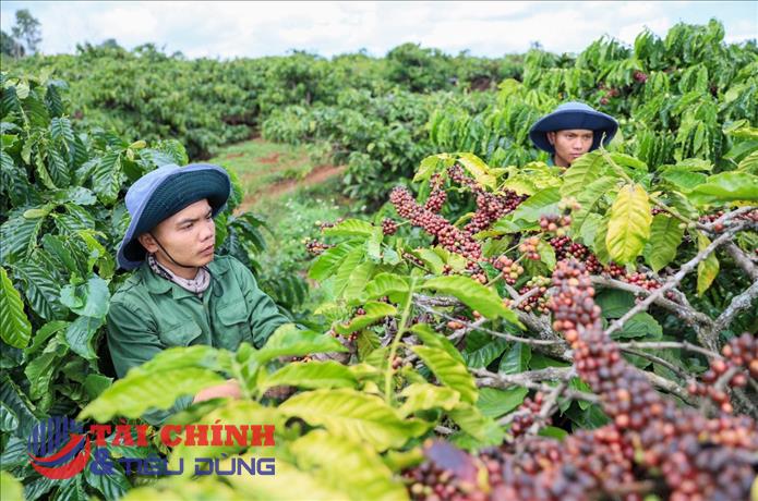 Giá cà phê hôm nay 9/4: Giá cà phê trong nước lập đỉnh mới