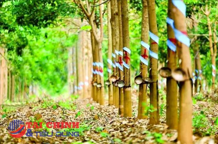 Giá cao su hôm nay 9/4: Tăng - giảm trái chiều