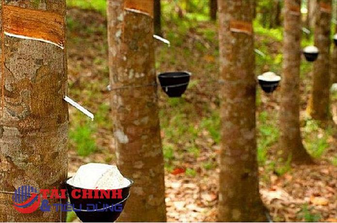 Giá cao su hôm nay 7/4: Điều chỉnh trên dưới 1%