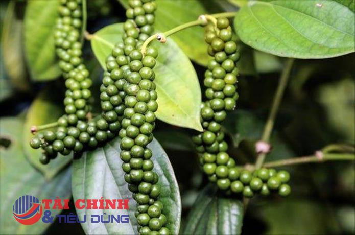 Giá tiêu hôm nay ngày 8/4: Dao động trong khoảng 93.000 - 94.000 đồng/kg