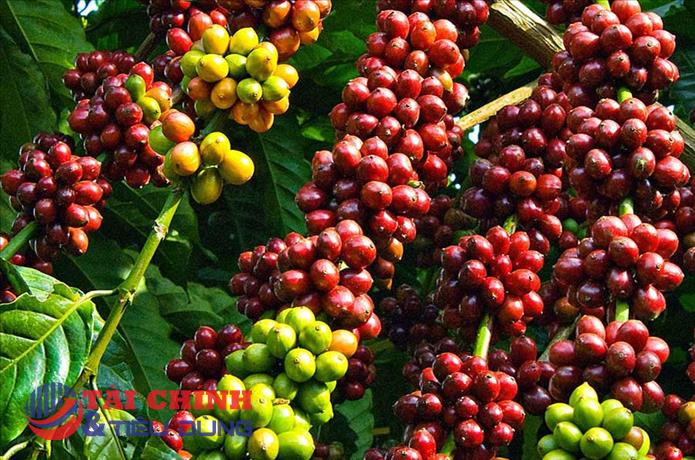 Giá cà phê hôm nay 10/4: Lập kỷ lục mới 105.000 đồng/kg