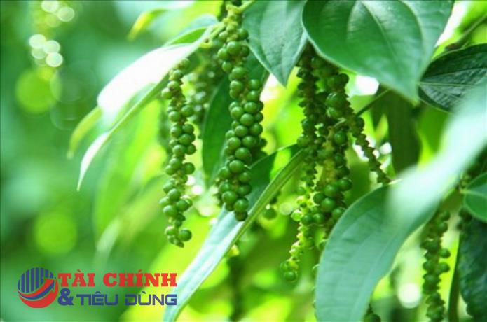 Giá tiêu hôm nay 10/4: Giá tiêu tại các vùng trọng điểm liên tiếp giảm mạnh