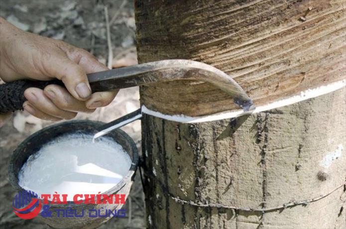 Giá cao su hôm nay 10/4: Điều chỉnh trái chiều dưới 1%