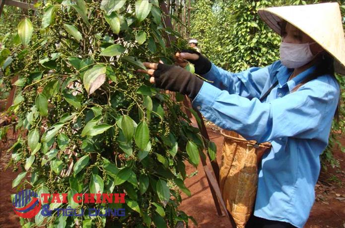 Giá tiêu hôm nay 9/10: Giá tiêu trong nước tiếp tục giảm