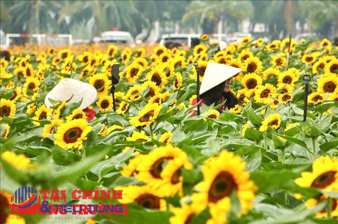 Người dân TP.HCM diện áo dài, rộn ràng check-in vườn hoa Tết trước thềm năm mới 2026