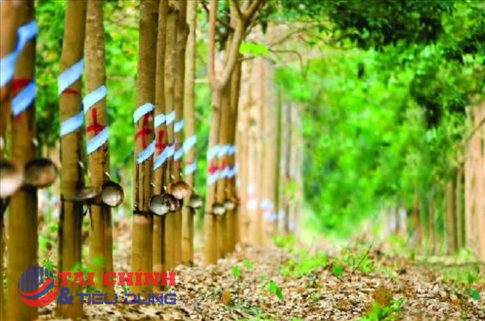 Giá cao su hôm nay 18/1: Kết thúc tuần biến động, thị trường giằng co trong biên độ hẹp