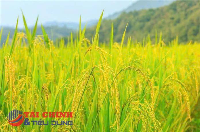 Giá lúa gạo hôm nay 29/1: Lúa tươi tăng giảm trái chiều, gạo đi ngang