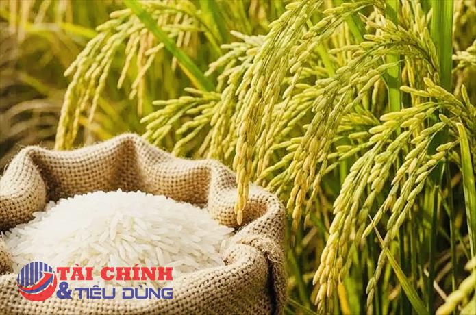 Giá lúa gạo hôm nay 31/1: Thị trường trong nước và xuất khẩu ổn định, lúa chững giá