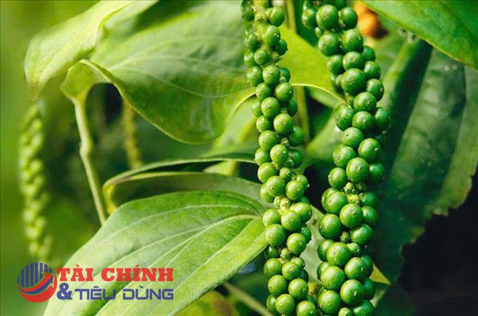 Giá tiêu hôm nay 2/2: Thị trường trong nước duy trì ổn định