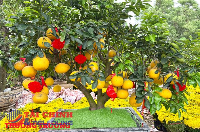 TP.HCM: Bưởi Diễn xuống phố, sắc vàng báo hiệu Tết Bính Ngọ 2026