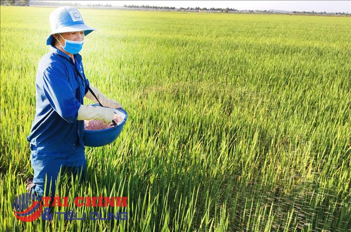 Giá lúa gạo hôm nay 8/2: Gạo xuất khẩu neo cao, thị trường trong nước đi ngang