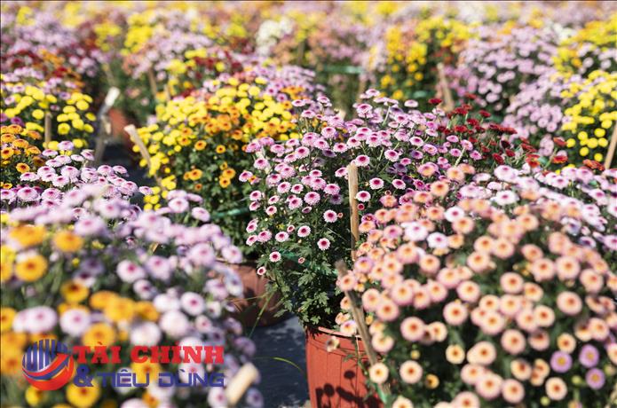 Rực rỡ vườn hoa Tết Hồ Tràm, nông dân tất bật chờ mùa mua sắm cao điểm