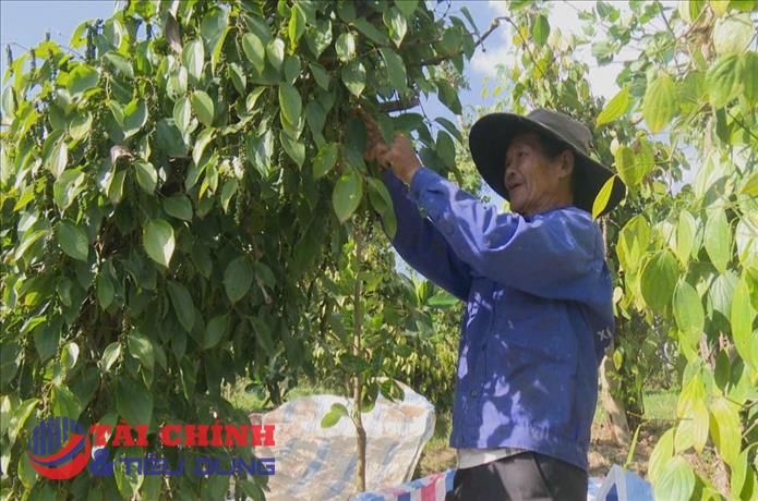  Giá tiêu hôm nay 12/2: Tăng nhẹ tại nhiều vùng trồng trọng điểm