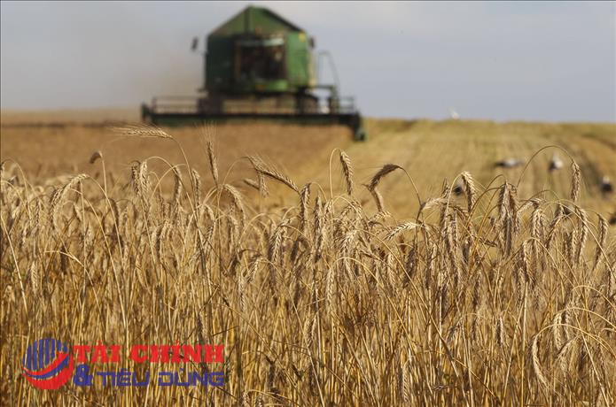 Giá lúa mì duy trì ở mức cao, đường lao dốc do dư cung toàn cầu