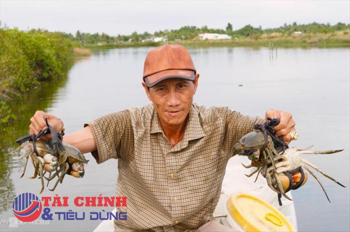 Giá thu mua cua gạch Cà Mau lên 1,1 triệu đồng mỗi kg
