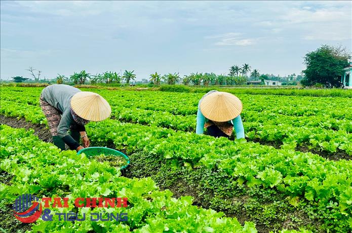 Lâm Đồng ban hành chính sách mới hỗ trợ sản xuất VietGAP giai đoạn 2026-2030