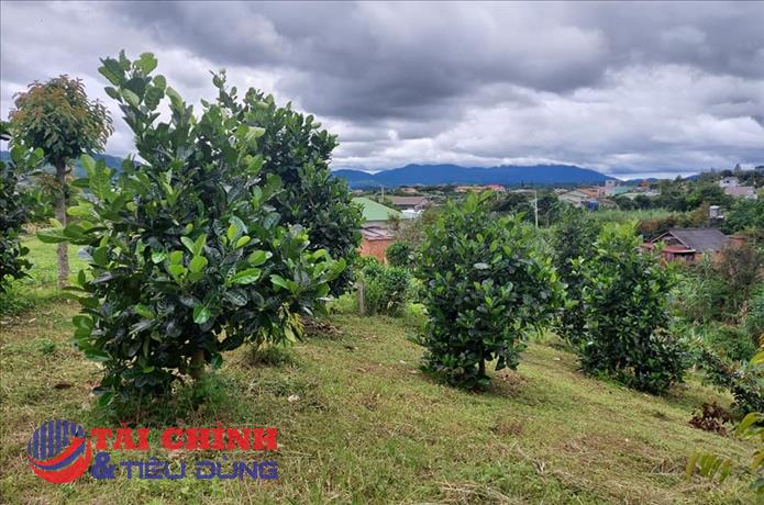 Thanh tra Lâm Đồng kiến nghị chấm dứt dự án nông nghiệp của Công ty Thiêm Nhân