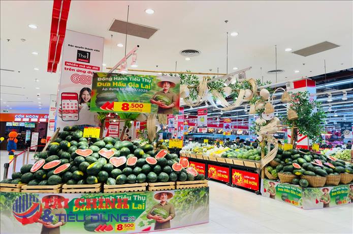Hệ thống bán lẻ vào cuộc hỗ trợ tiêu thụ dưa hấu Gia Lai