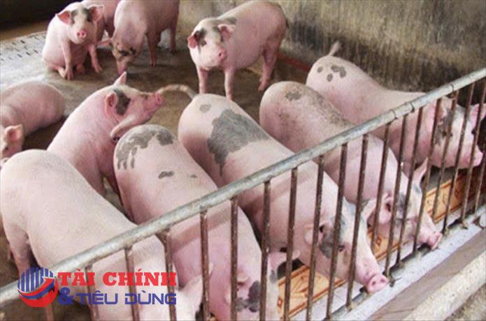 Giá heo hơi ngày 28/3: Miền Bắc, miền Trung giảm trở lại