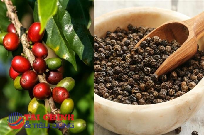 Giá nông sản hôm nay 30/3: Cà phê chịu áp lực giảm, hồ tiêu giữ đỉnh cao, thị trường gạo biến động trái chiều