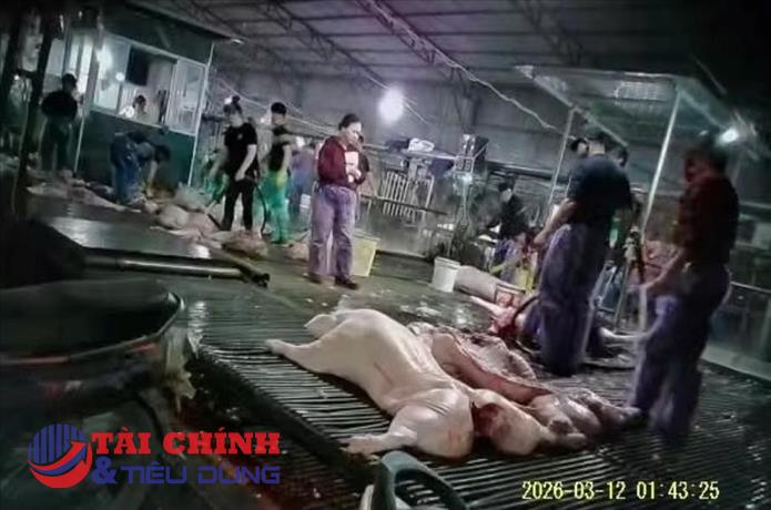 Lỗ hổng nào khiến lợn bệnh vẫn “qua cửa” kiểm dịch?