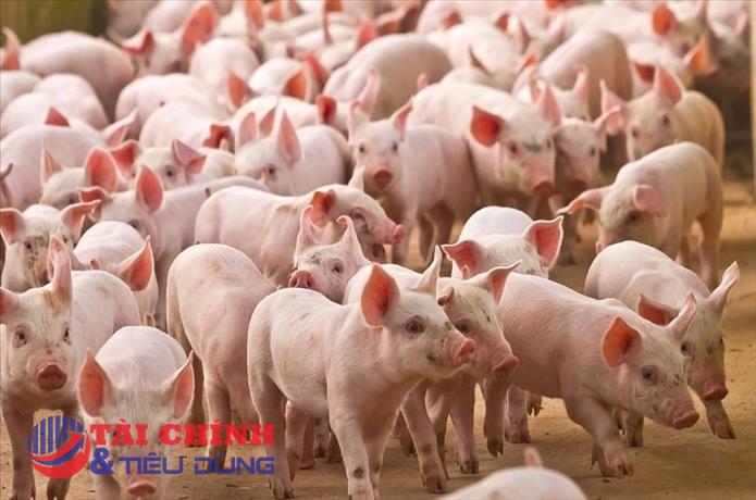 Giá heo hơi hôm nay 5/4: Miền Bắc tăng mạnh, miền Nam giữ đỉnh 68.000 đồng/kg