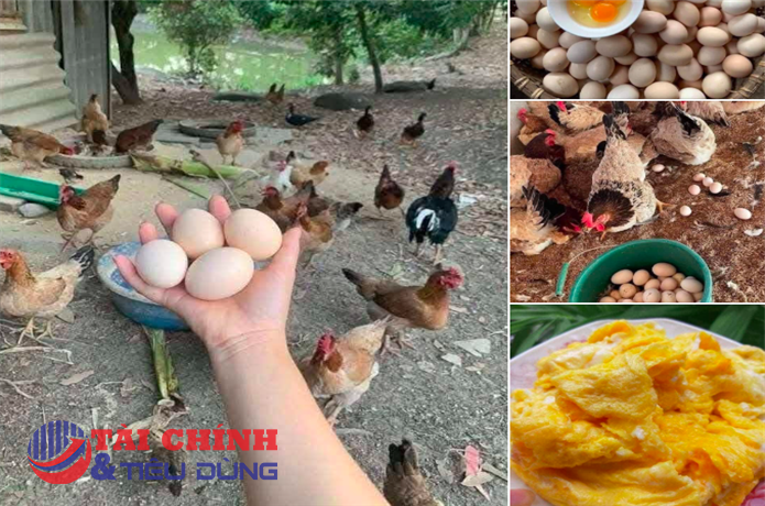 Vì sao giá trứng gà giảm mạnh?