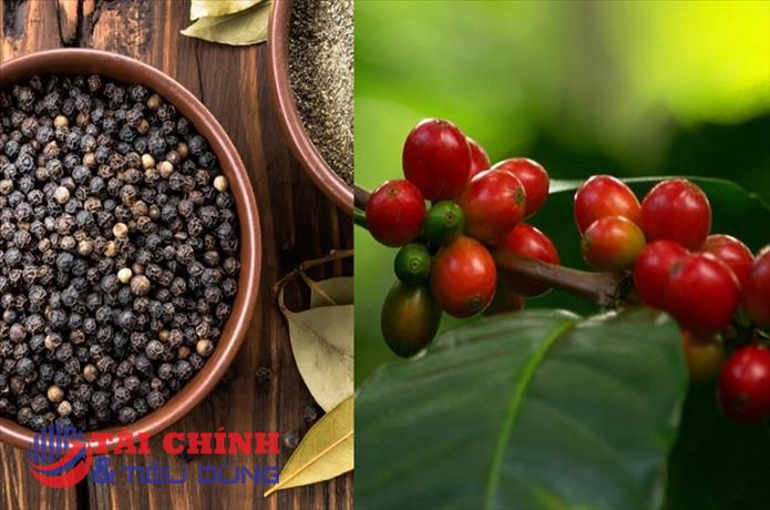 Giá nông sản hôm nay 20/4: Cà phê giảm sâu, hồ tiêu phục hồi nhẹ, lúa gạo đi ngang