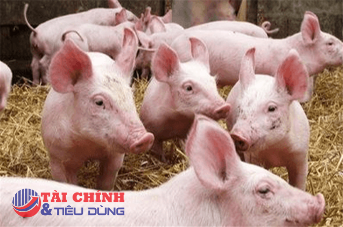 Giá heo hơi hôm nay 24/4: Tăng nhẹ 1.000 đồng/kg tại Cần Thơ