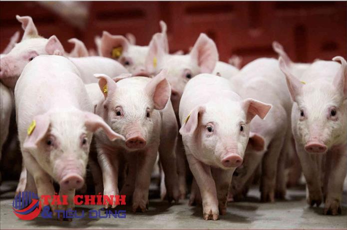 Giá heo hơi hôm nay 26/4: Tăng nhẹ, miền Nam giữ đỉnh 69.000 đồng/kg