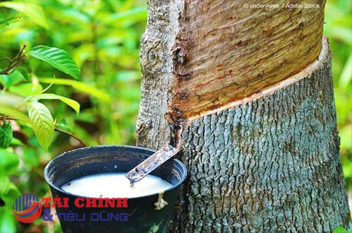 Giá cao su hôm nay 28/4: Thế giới đồng loạt giảm, nhu cầu tiêu thụ suy yếu