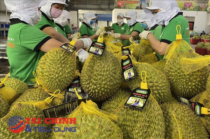 Giá sầu riêng ngày 3/5: Sầu Thái giảm, thị trường đối mặt áp lực đầu ra