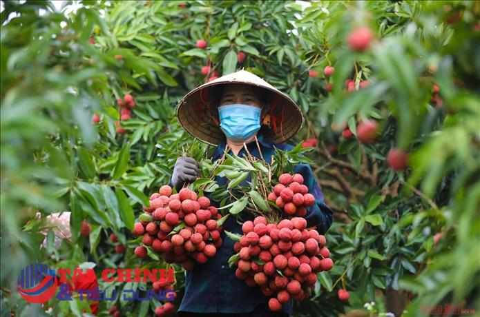 Vải thiều mất mùa, giá tăng lên 210.000 đồng/kg