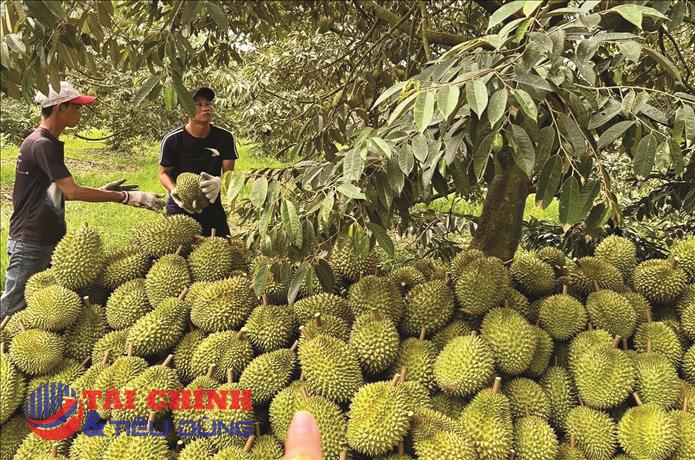 Giá sầu riêng hôm nay 6/5: Sầu Thái giảm mạnh, loại A lùi về ngưỡng 100.000 đồng/kg