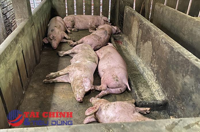 TP.HCM siết chặt phòng chống dịch tả heo châu Phi, tăng cường giám sát từ cơ sở