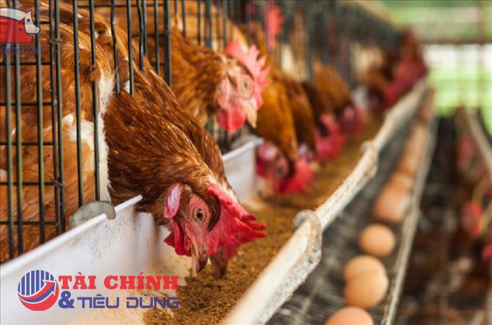 Giá gà và trứng tiếp tục lao dốc: Người chăn nuôi "đuối sức" vì dư cung kéo dài
