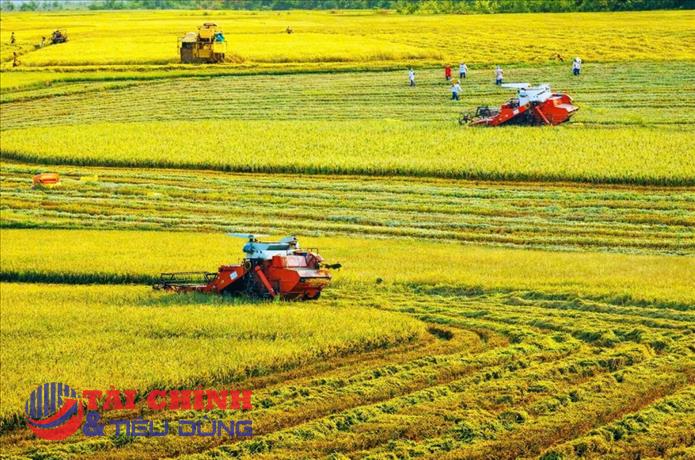 TP Cần Thơ: Nâng cao năng lực cạnh tranh, thúc đẩy chế biến sâu để chinh phục thị trường