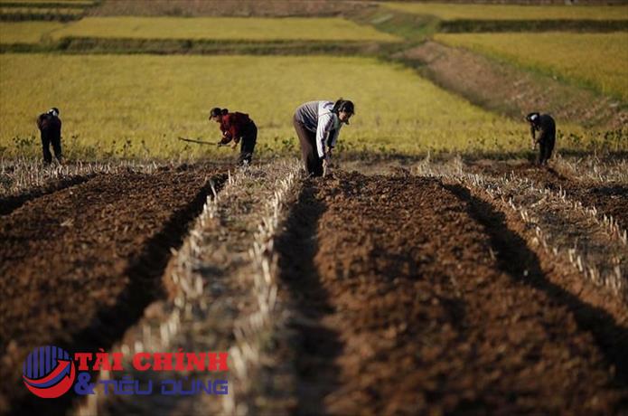 FAO cảnh báo nguy cơ khan hiếm phân bón toàn cầu