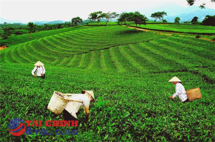 Nâng cao giá trị chè Việt trên thị trường quốc tế