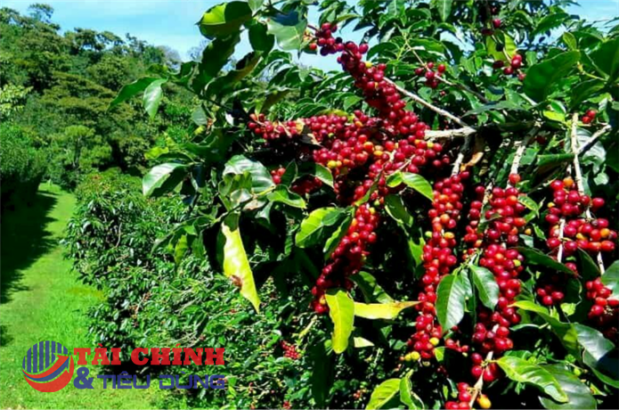 Ngành cà phê trong nỗ lực vượt "vòng xoáy" giá giảm