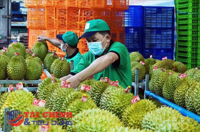 Giá sầu riêng hôm nay 17/5: Ri6 loại A neo quanh mức 50.000 - 52.000 đồng/kg