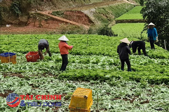 Lâm Đồng: Siết chặt quản lý vật tư nông nghiệp, ngăn hàng giả bảo vệ thương hiệu nông sản
