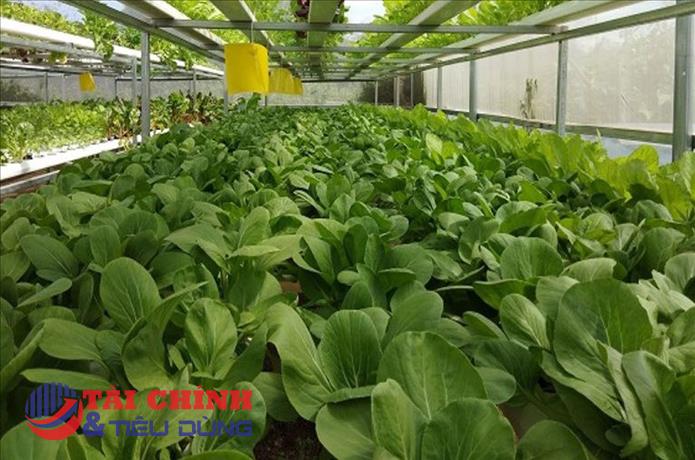 TP.HCM phát triển các vùng rau theo hướng ứng dụng công nghệ cao